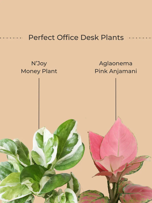 Office Desk Plants Combo (Small)