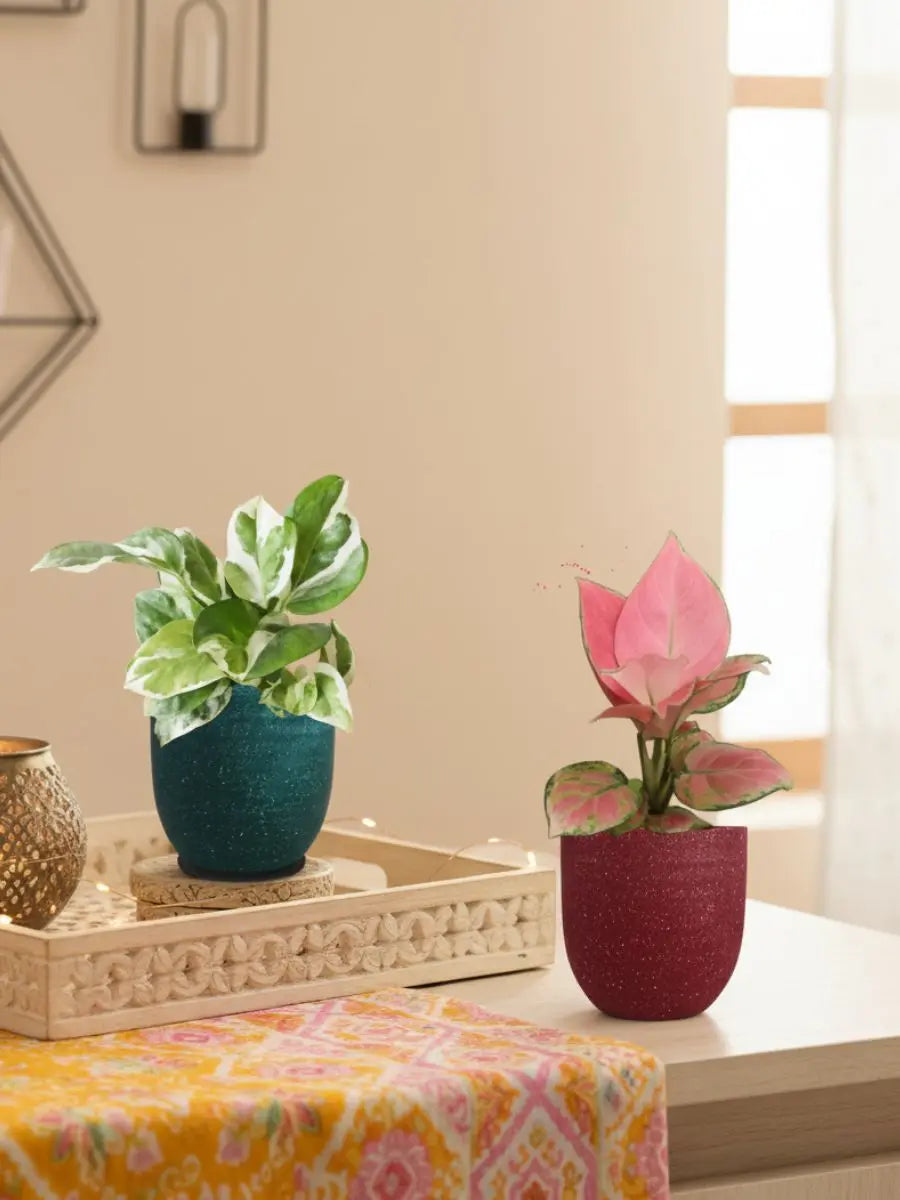 money plant on office desk Office Desk Plants Combo (Small) – Greenkin
