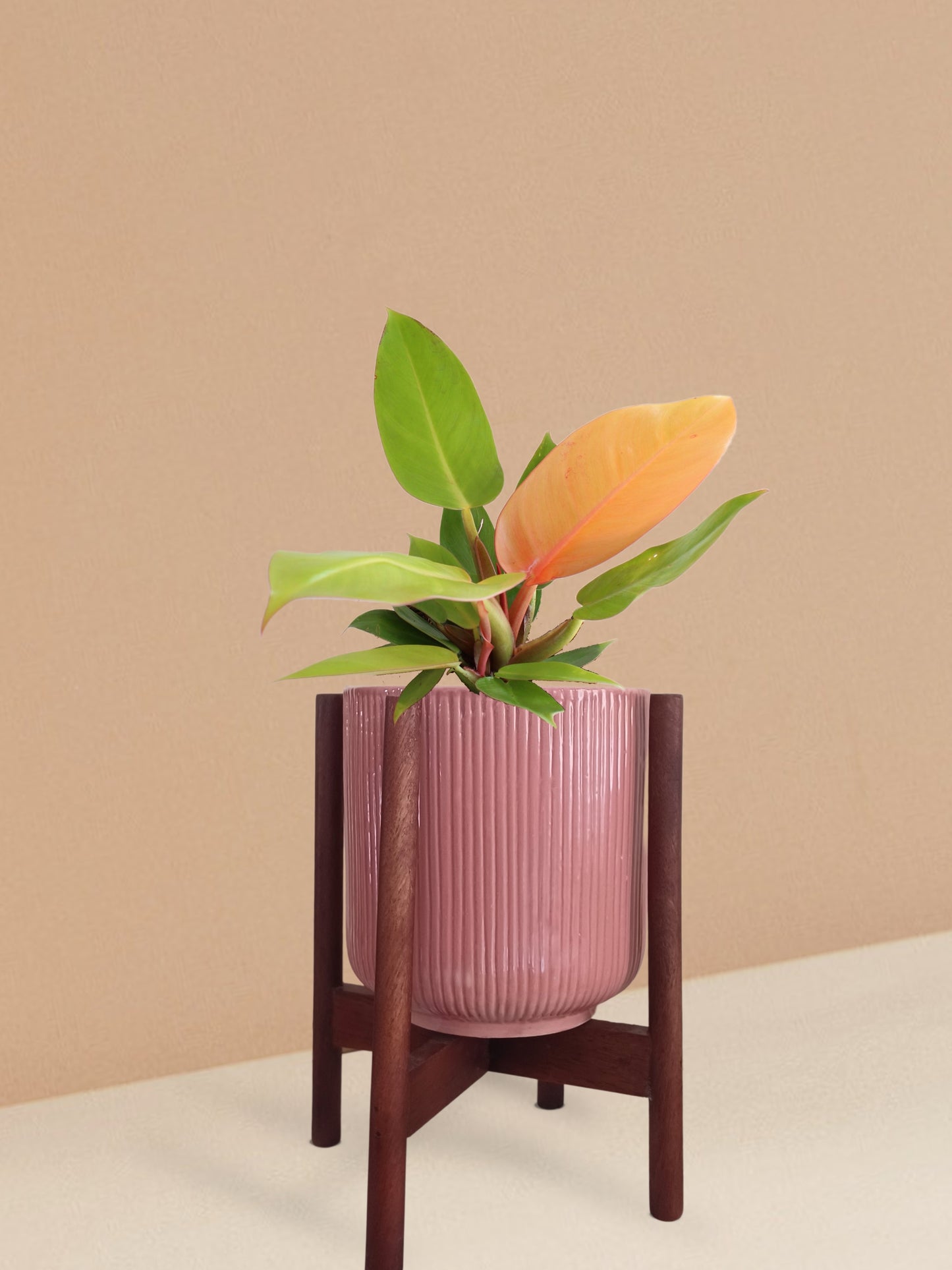 Orange Prince Philodendron Plant in Ceramic Pot (Medium)