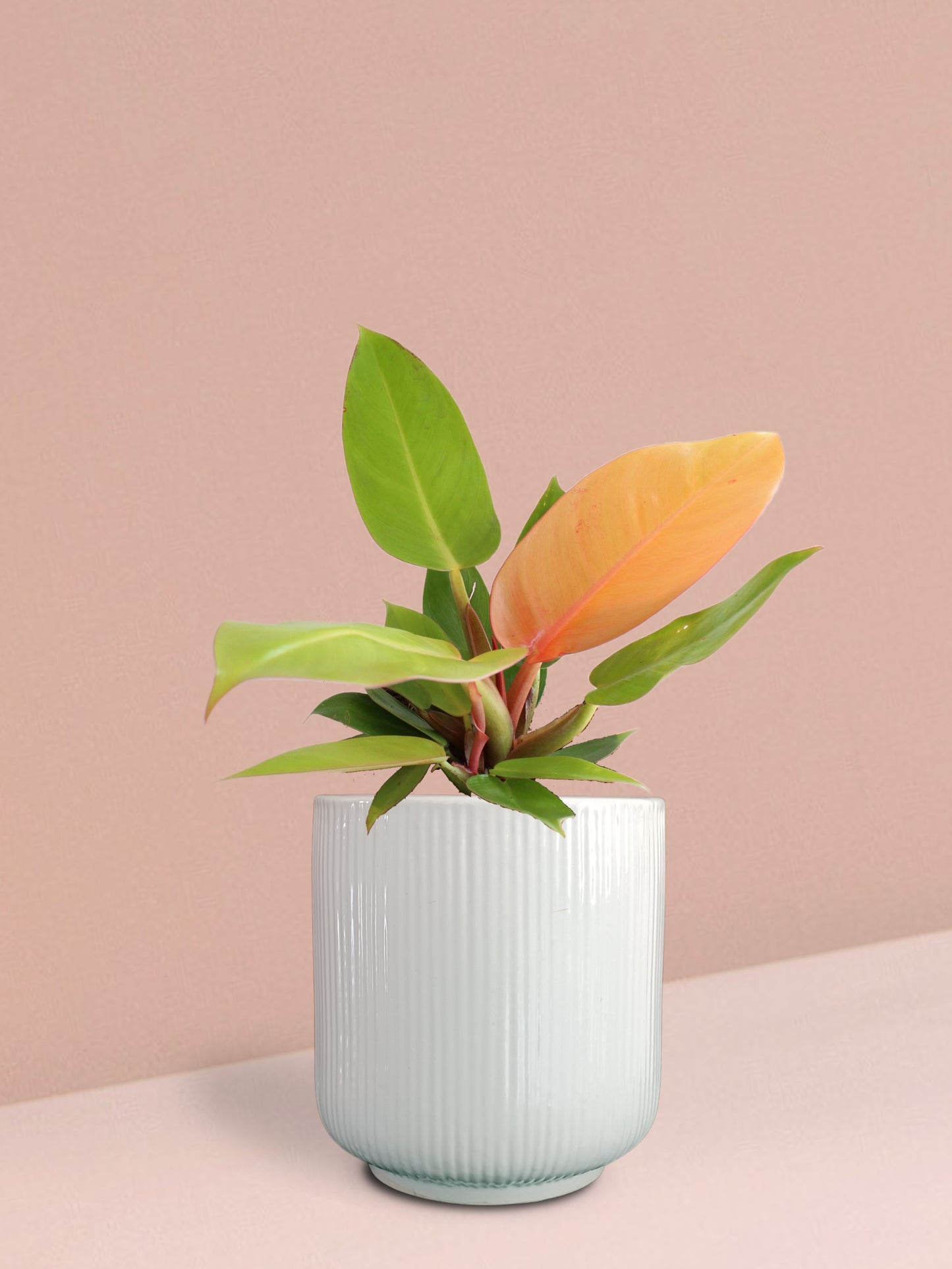 Orange Prince Philodendron Plant in Ceramic Pot (Medium)