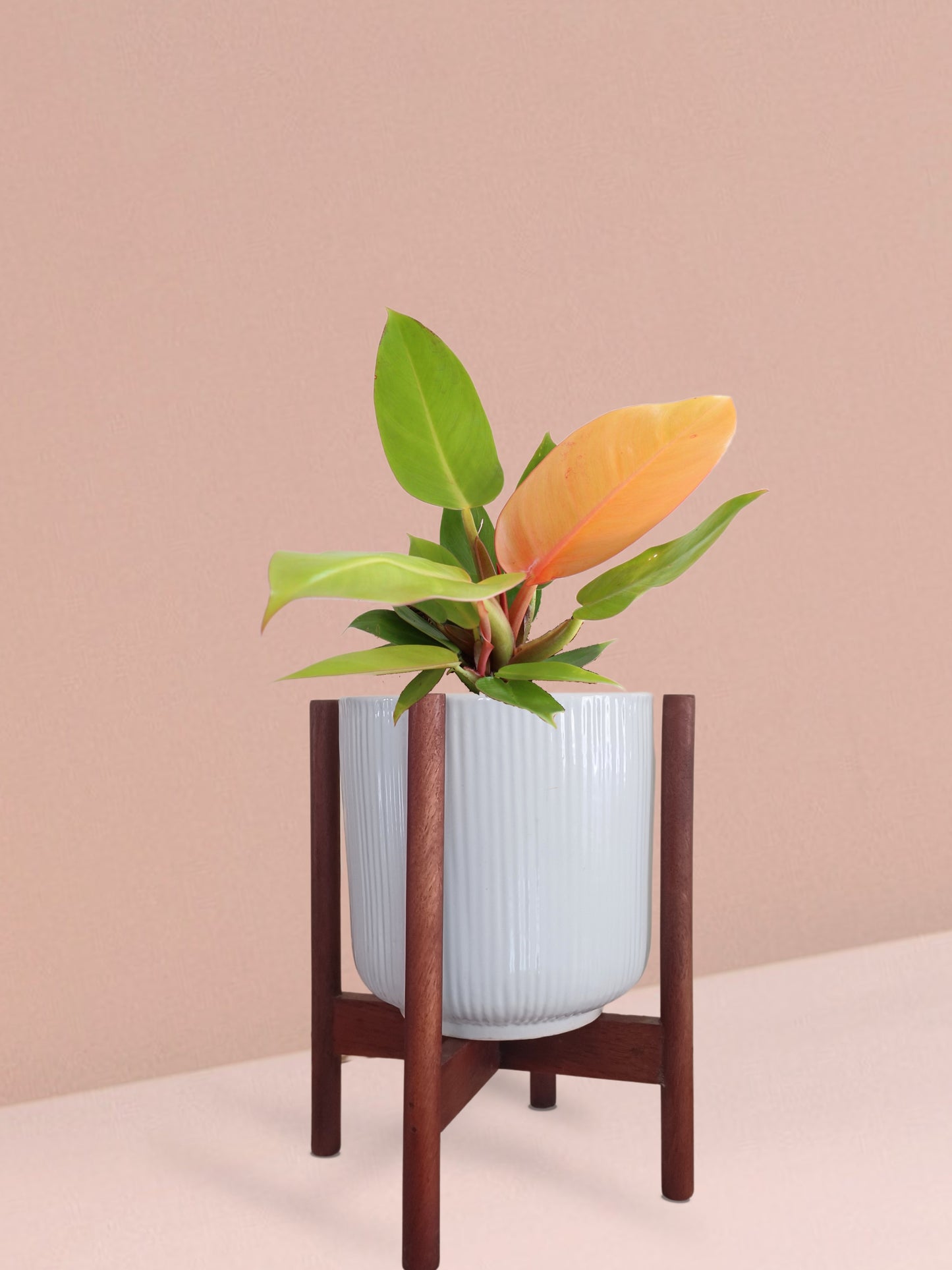Orange Prince Philodendron Plant in Ceramic Pot (Medium)