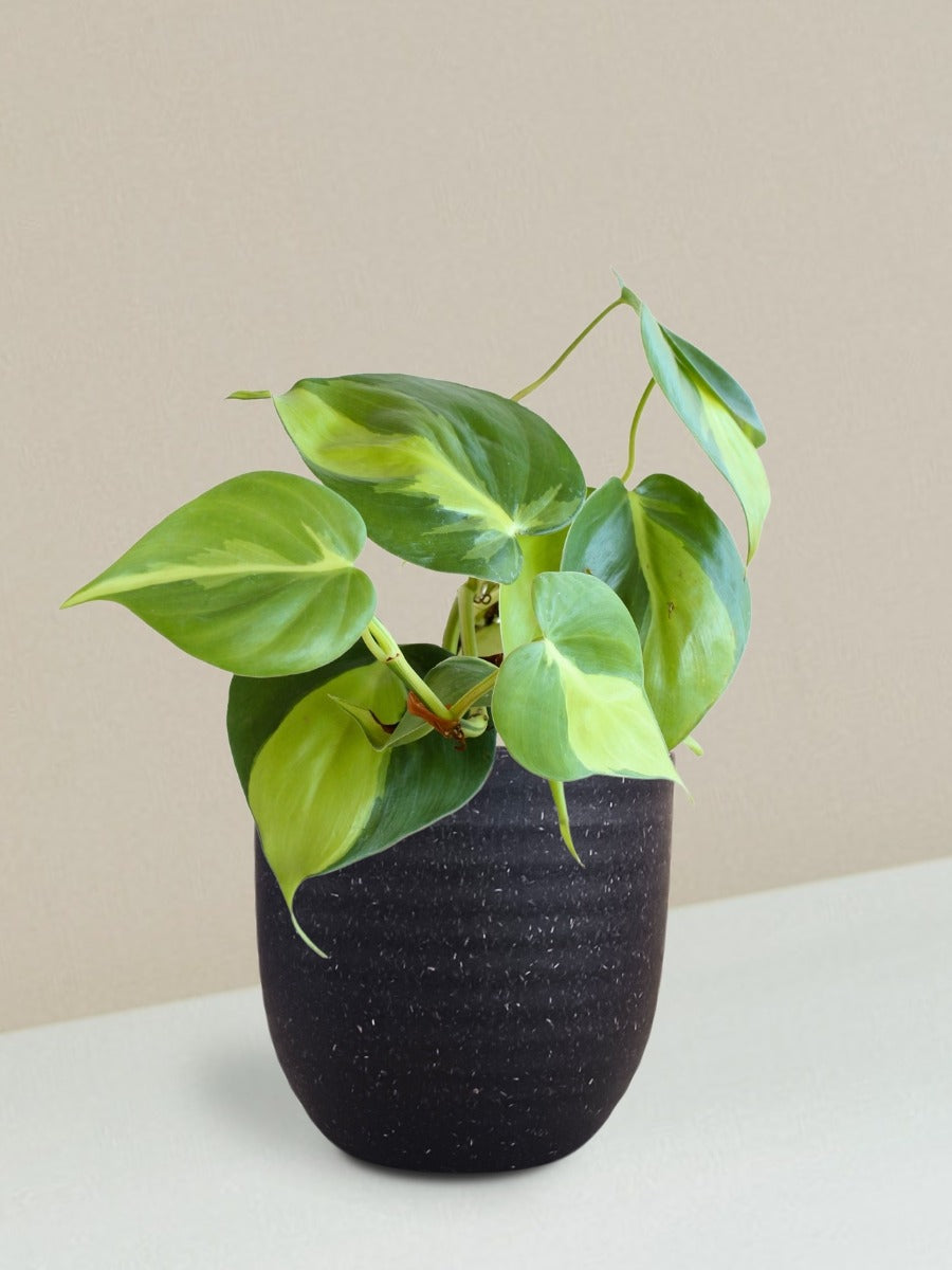 Oxycardium Brasil Plant Gift in Eco Pot (Small)