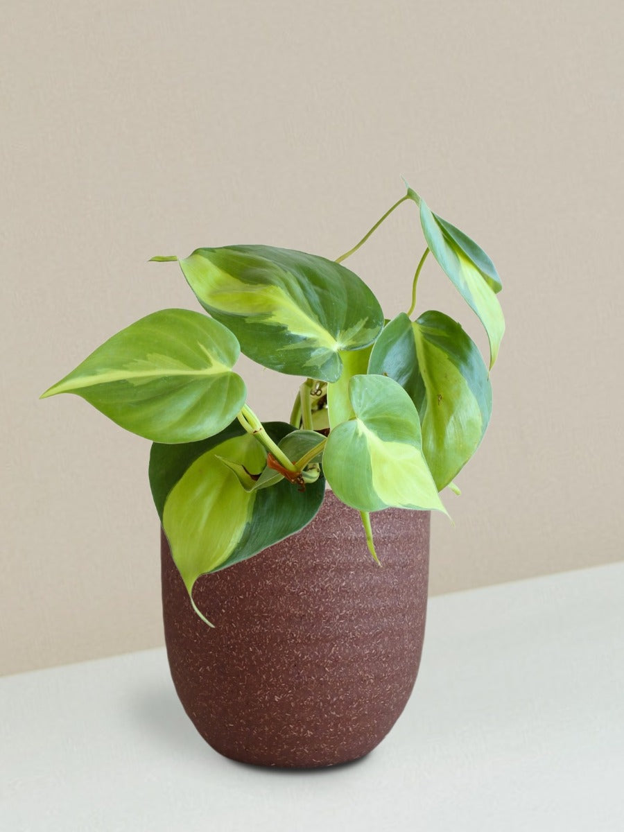 Oxycardium Brasil Plant Gift in Eco Pot (Small)