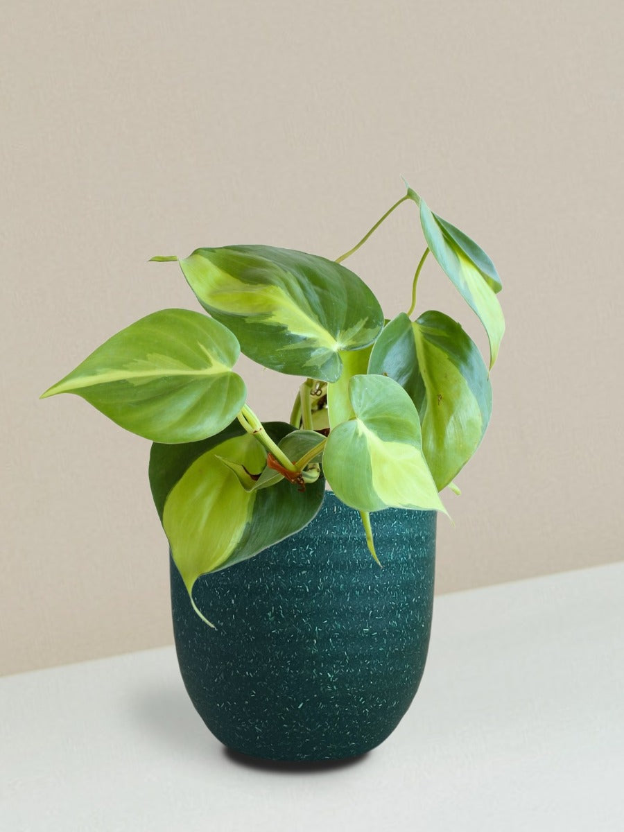 Oxycardium Brasil Plant Gift in Eco Pot (Small)
