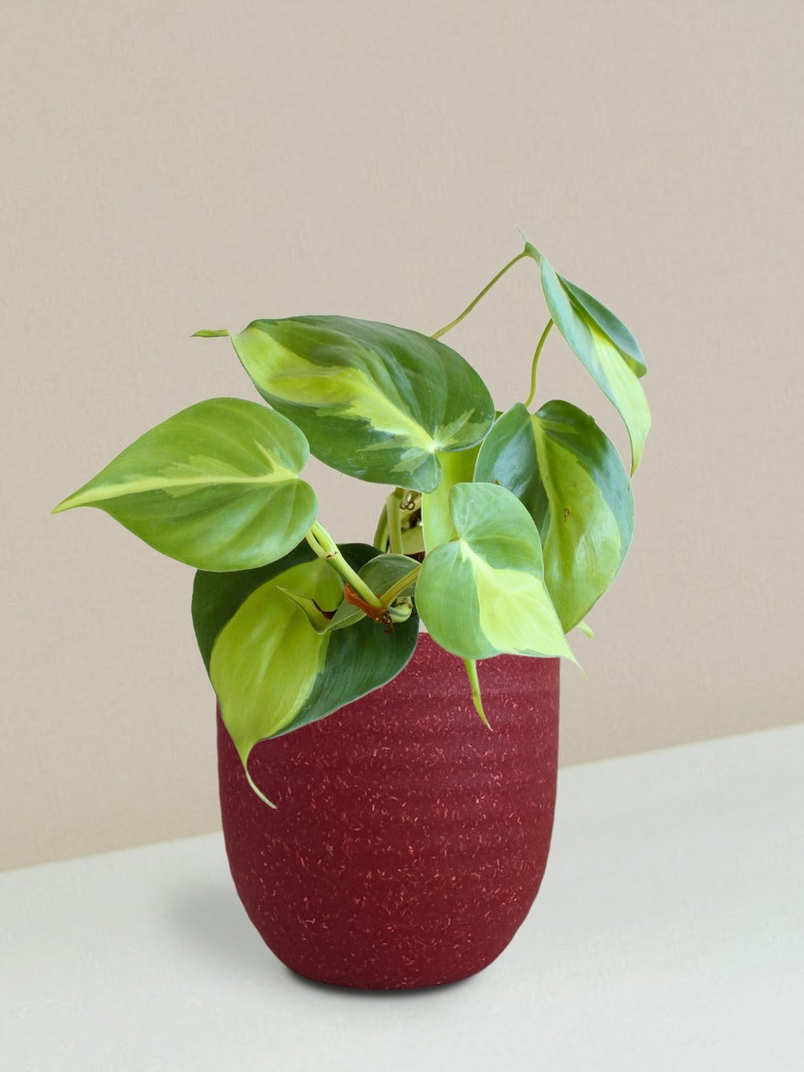 Oxycardium Brasil Plant Gift in Eco Pot (Small)