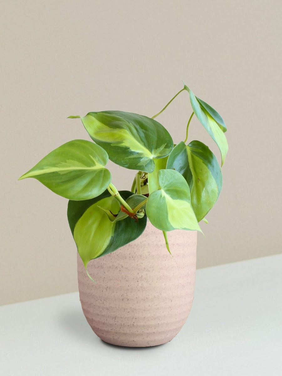 Oxycardium Brasil Plant Gift in Eco Pot (Small)