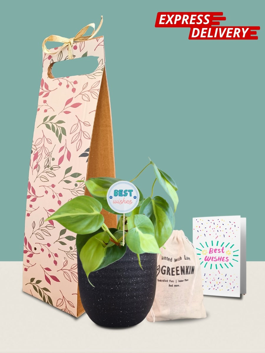 Oxycardium Brasil Plant Gift in Eco Pot (Small)