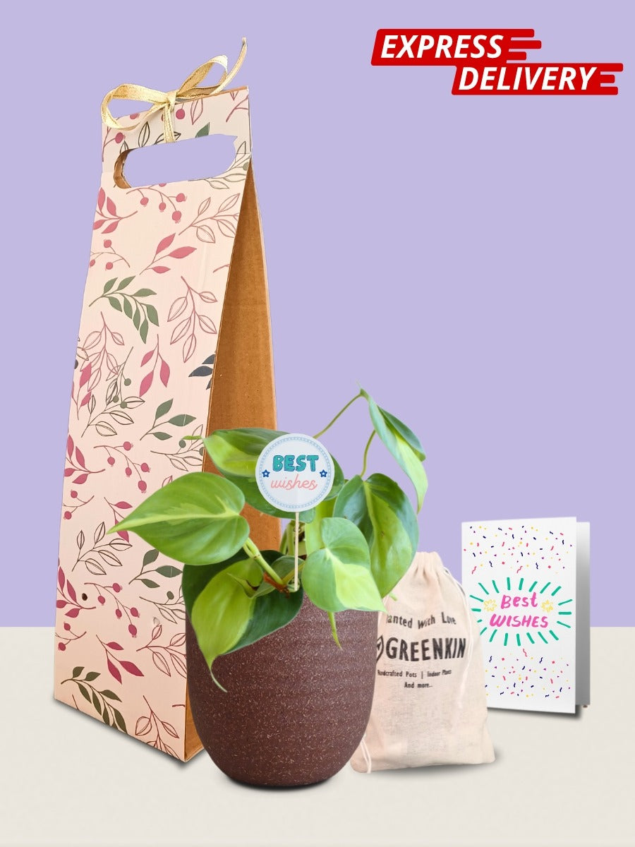 Oxycardium Brasil Plant Gift in Eco Pot (Small)