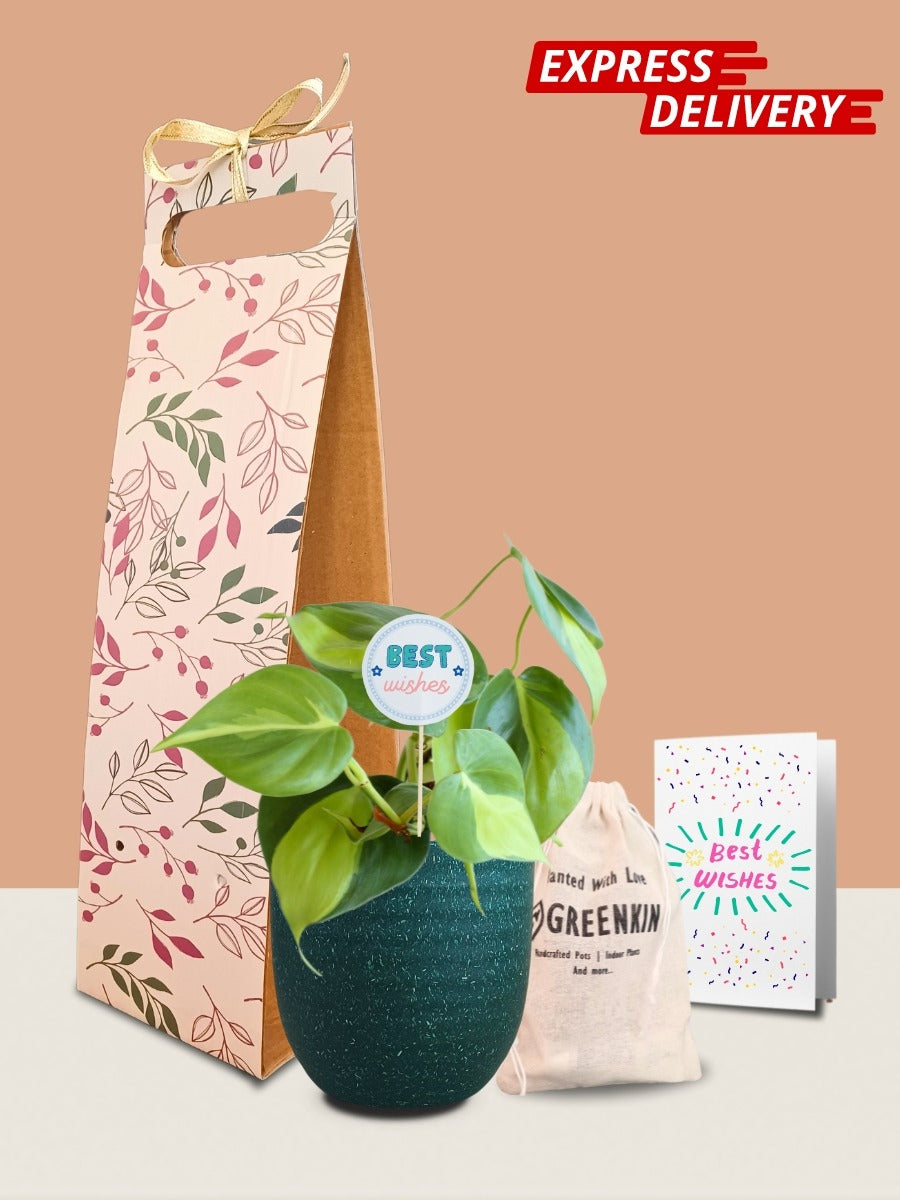 Oxycardium Brasil Plant Gift in Eco Pot (Small)
