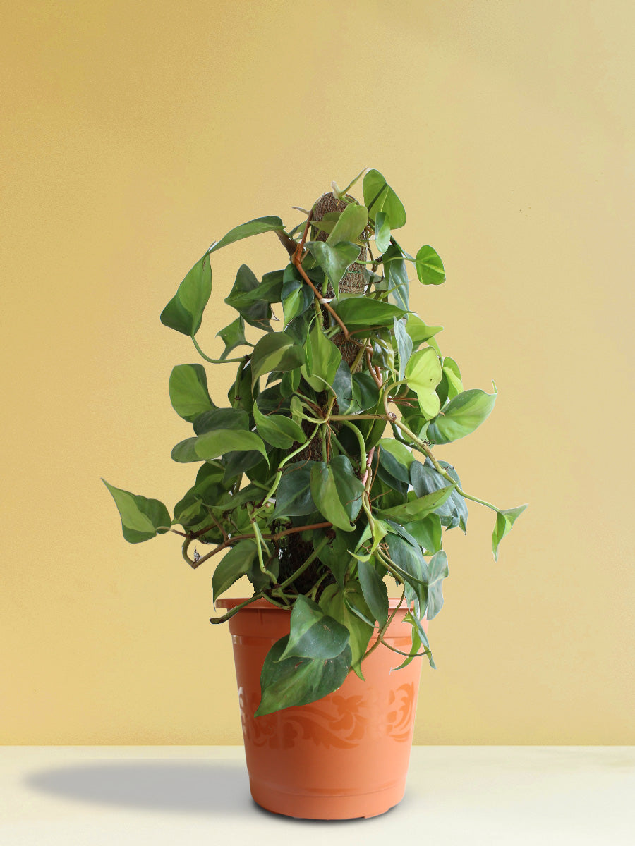 Philodendron Oxycardium Brasil (X-Large)