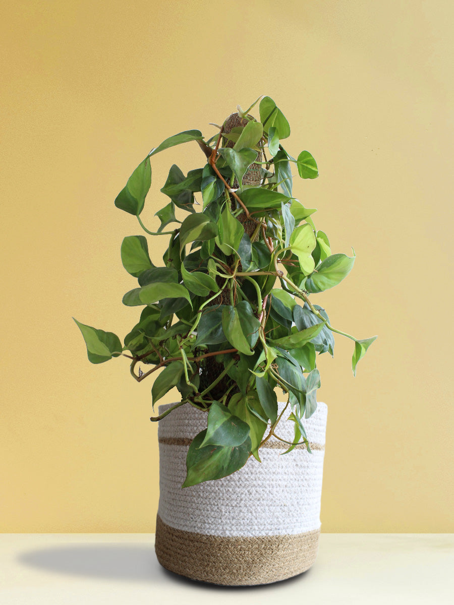 philodendron oxycardium green plant Philodendron Oxycardium Brasil (X-Large)