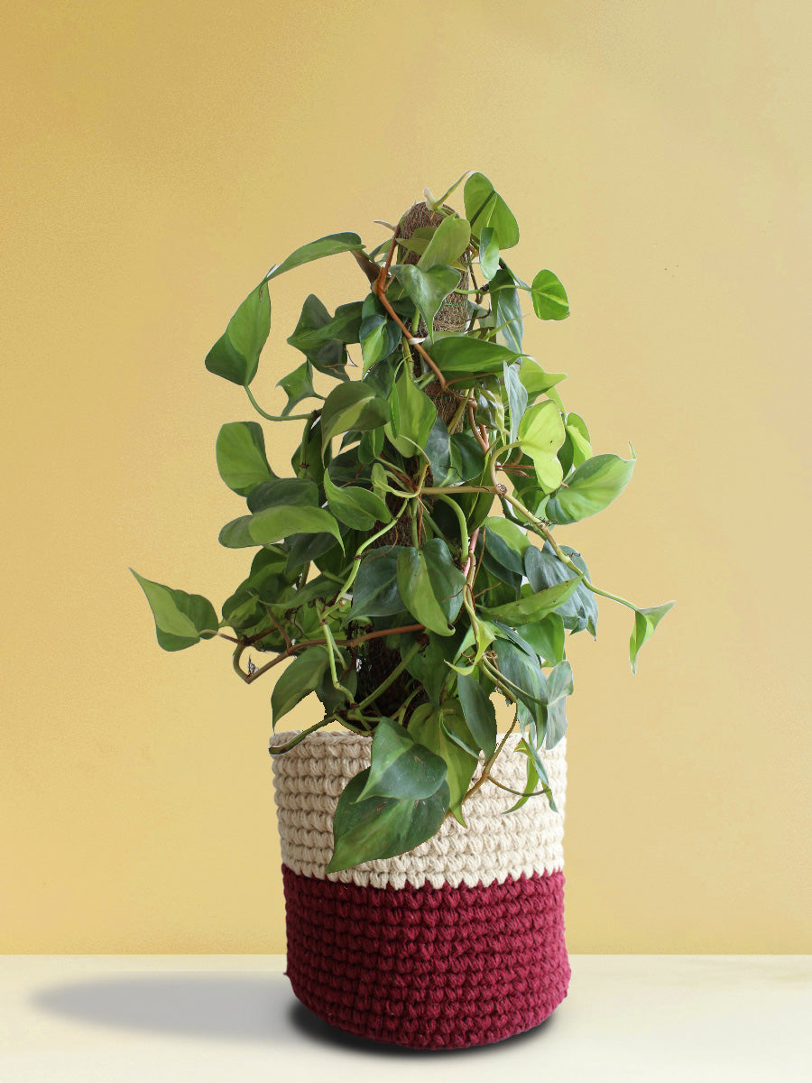 Philodendron Oxycardium Brasil (X-Large)