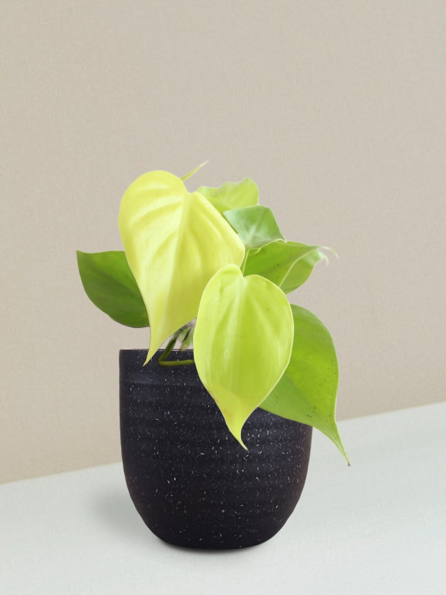 Oxycardium Golden Plant Gift in Eco Pot (Small)