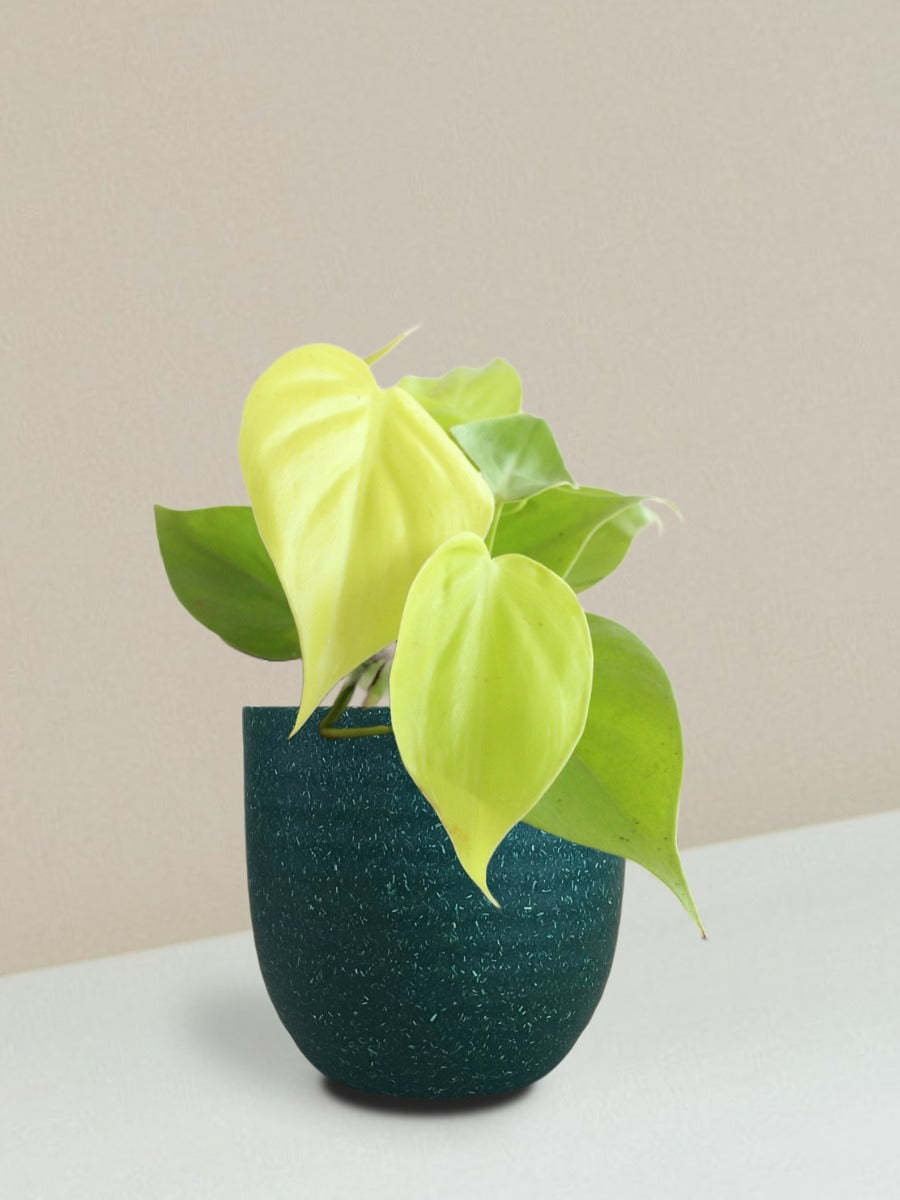 Oxycardium Golden Plant Gift in Eco Pot (Small)