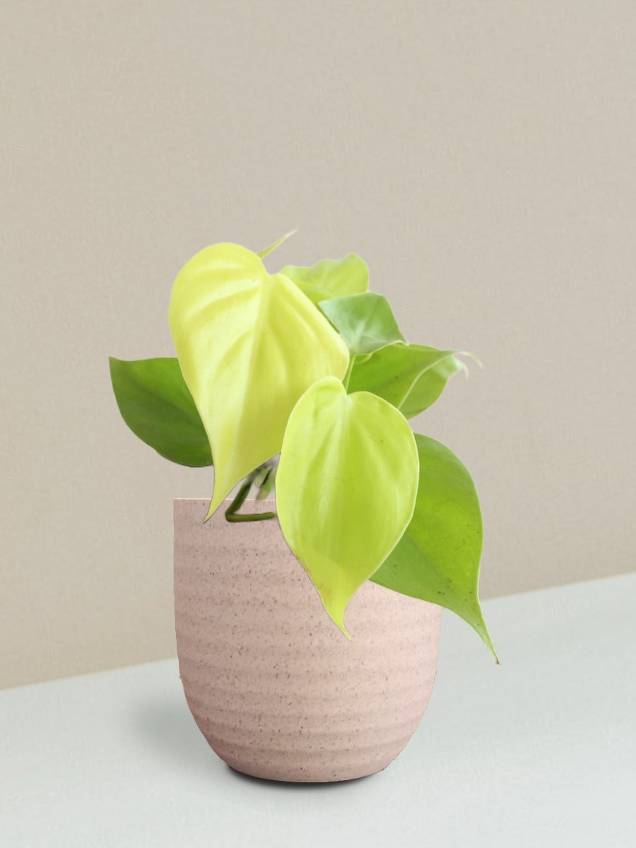 Oxycardium Golden Plant Gift in Eco Pot (Small)