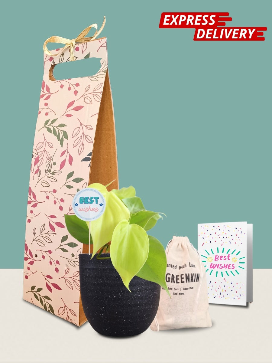Oxycardium Golden Plant Gift in Eco Pot (Small)