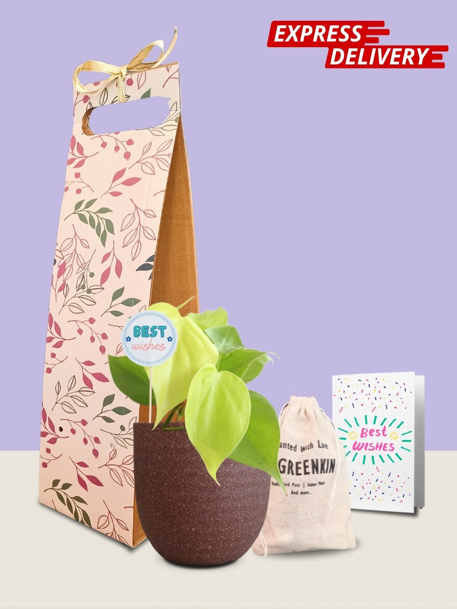 Oxycardium Golden Plant Gift in Eco Pot (Small)