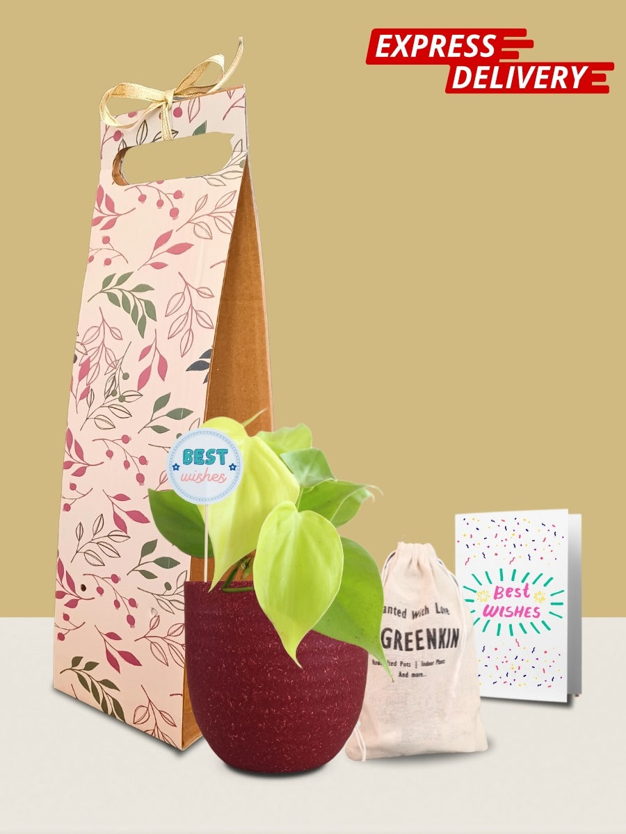 Oxycardium Golden Plant Gift in Eco Pot (Small)