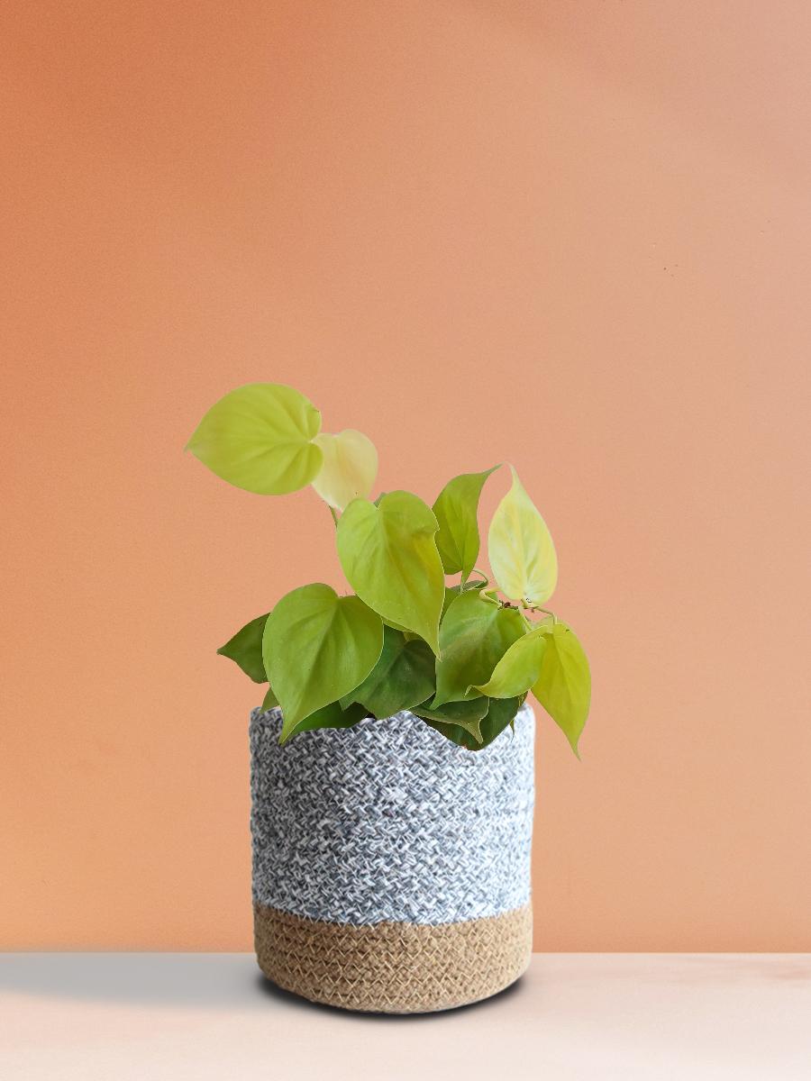 Oxycardium Golden (Medium)