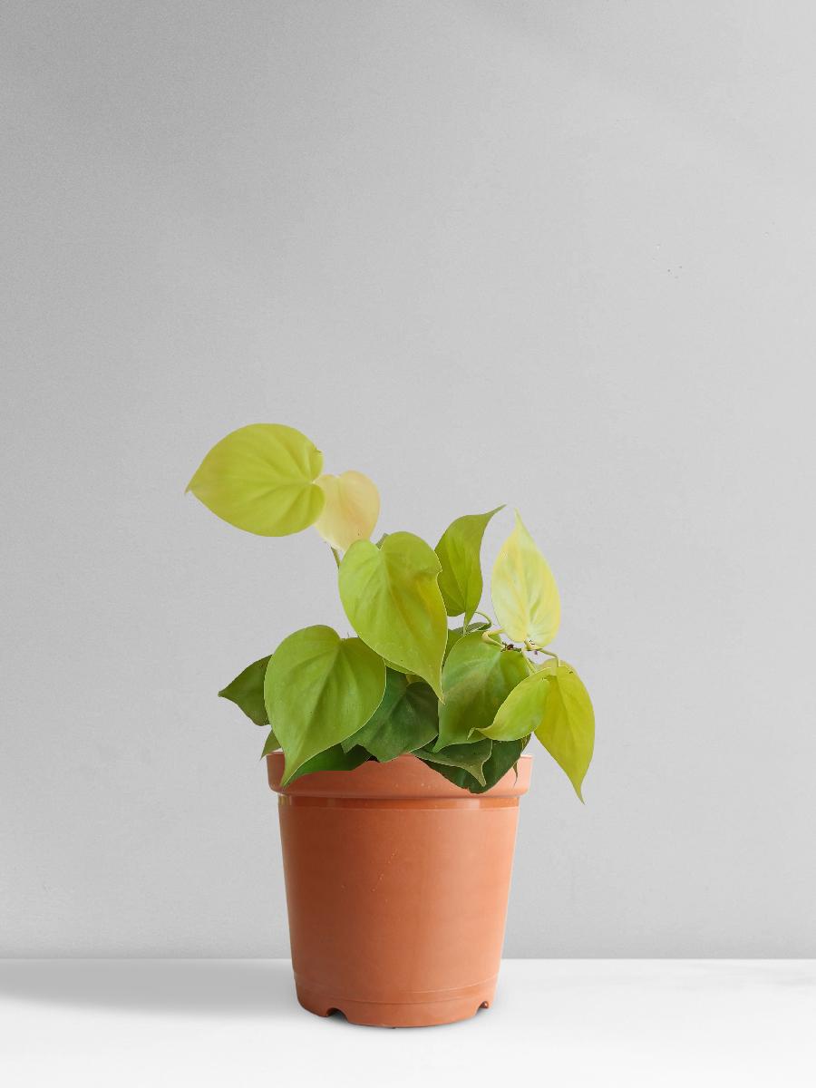 Oxycardium Golden (Medium)