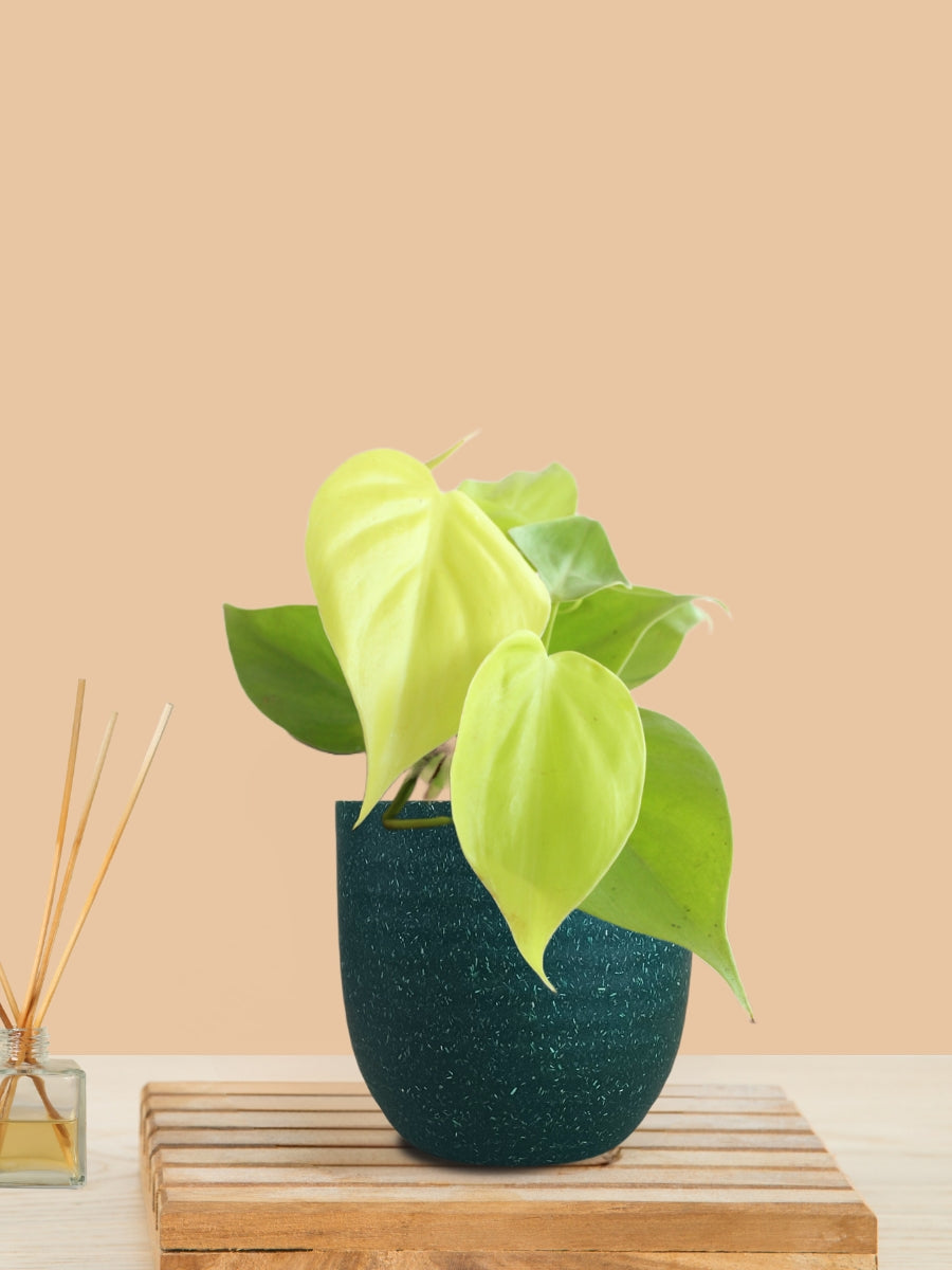 Oxycardium Golden (Small) in Eco Pot