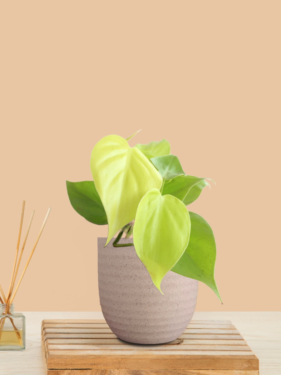 Oxycardium Golden (Small) in Eco Pot