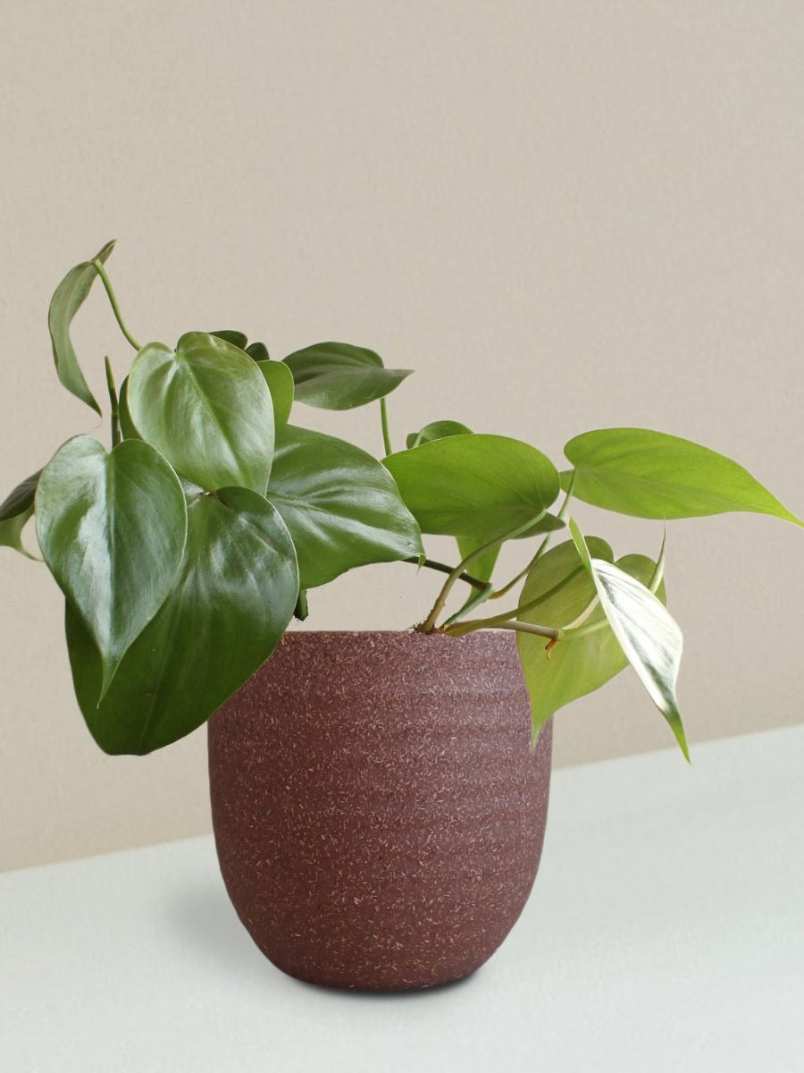 Oxycardium Green Plant Gift in Eco Pot (Small)