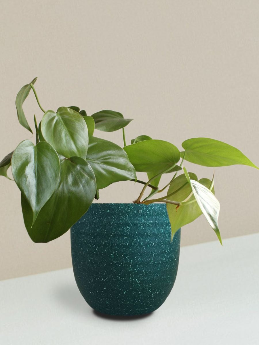 Oxycardium Green Plant Gift in Eco Pot (Small)