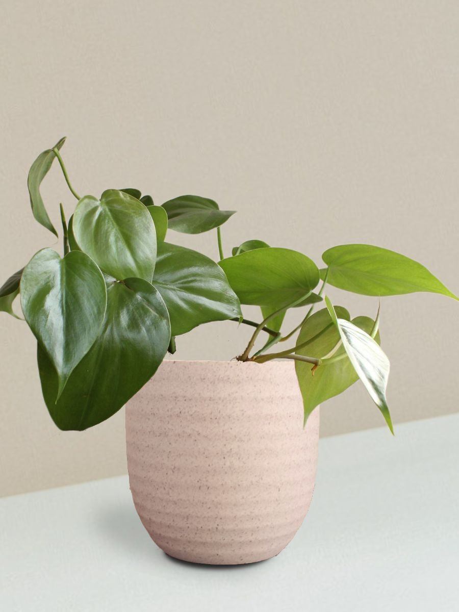 Oxycardium Green Plant Gift in Eco Pot (Small)