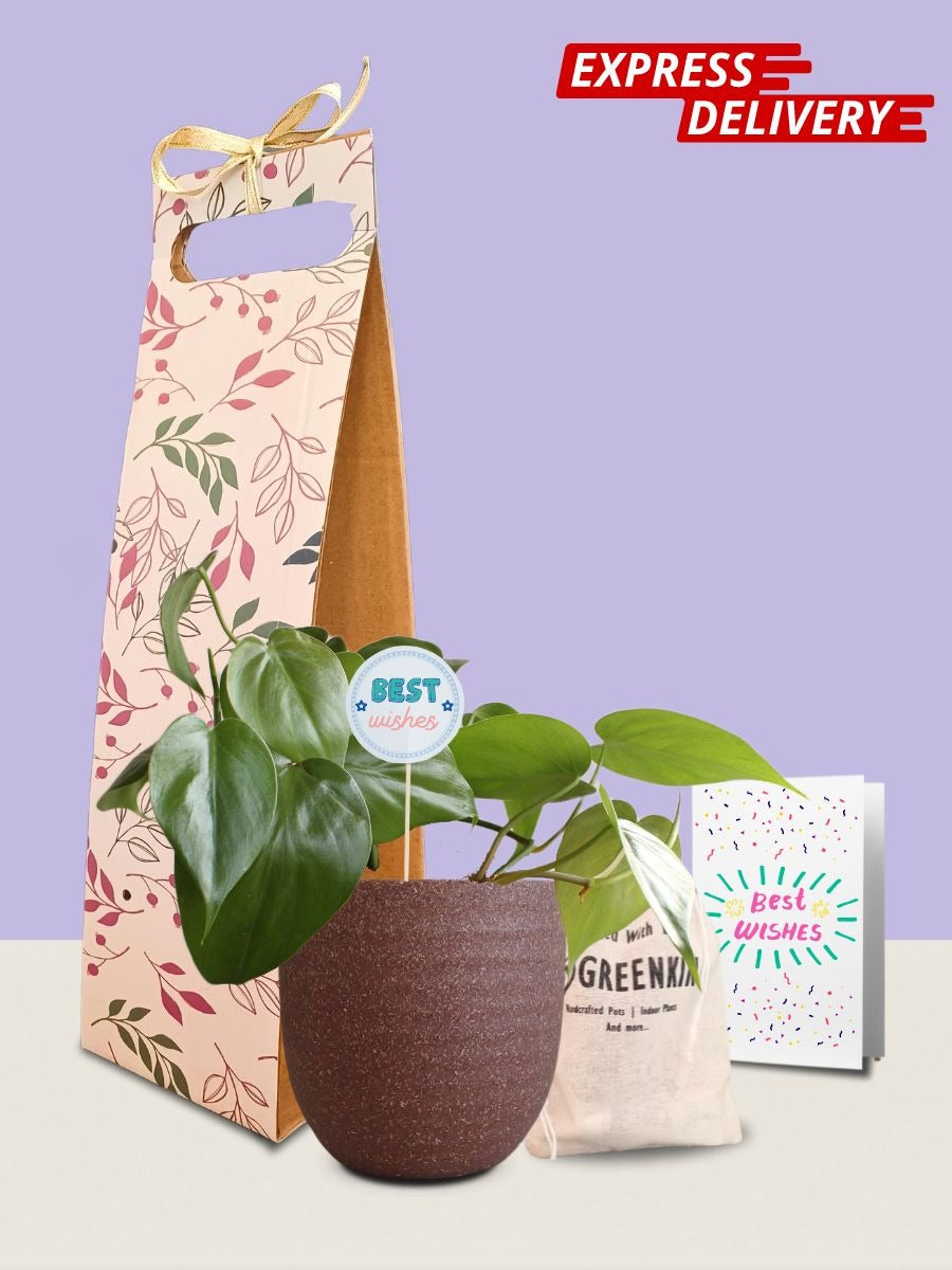 Oxycardium Green Plant Gift in Eco Pot (Small)