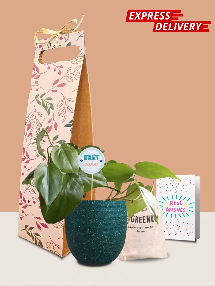 Oxycardium Green Plant Gift in Eco Pot (Small)