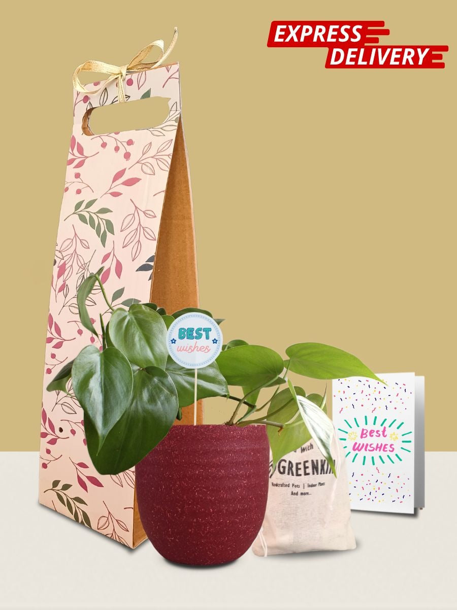 Oxycardium Green Plant Gift in Eco Pot (Small)