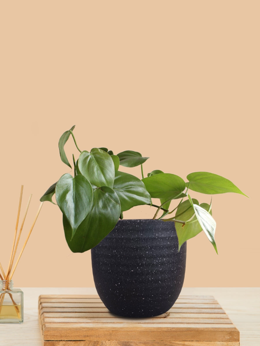 Oxycardium Green (Small) in Eco Pot