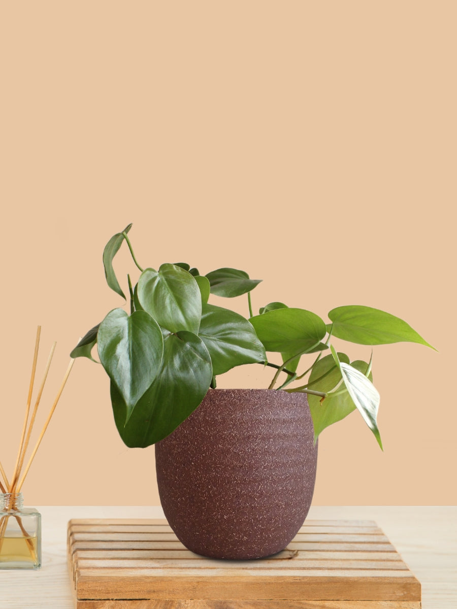 Oxycardium Green (Small) in Eco Pot