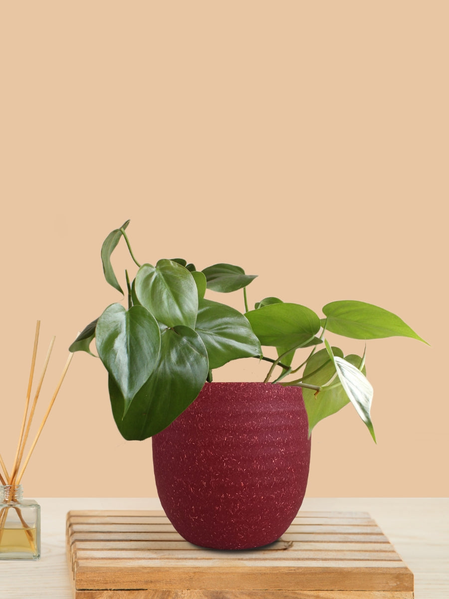 Oxycardium Green (Small) in Eco Pot