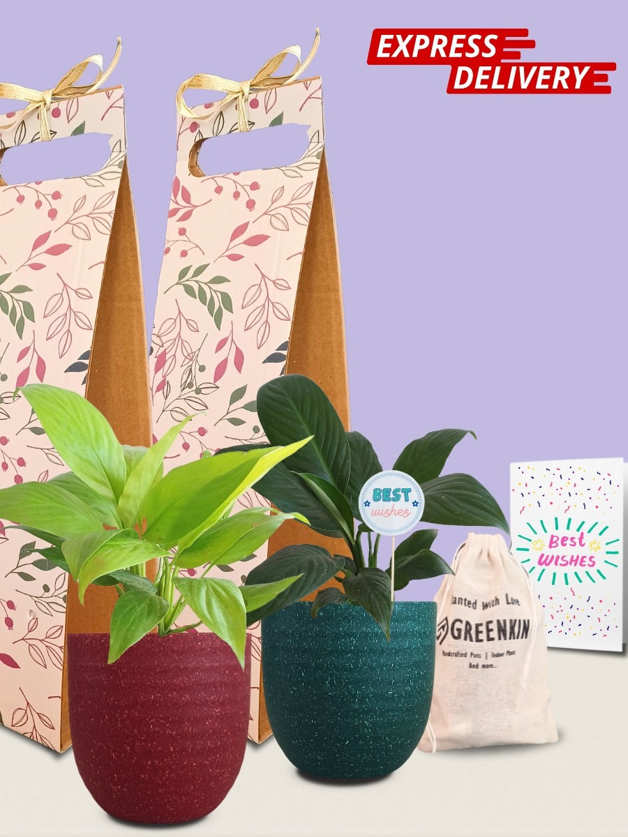Peace Lily Combo Gift in Eco Pots (Small)