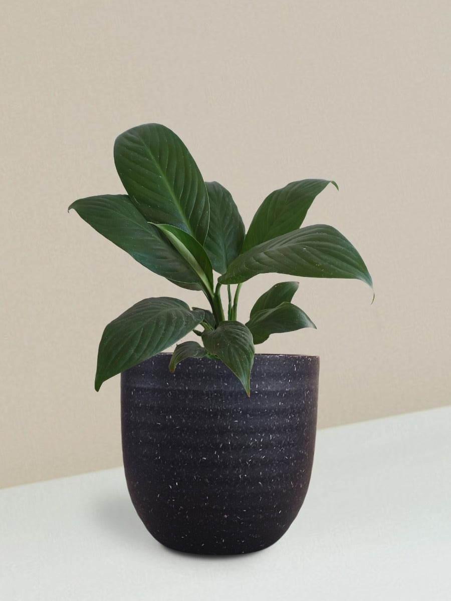 Peace Lily Plant Gift in Eco Pot (Small)