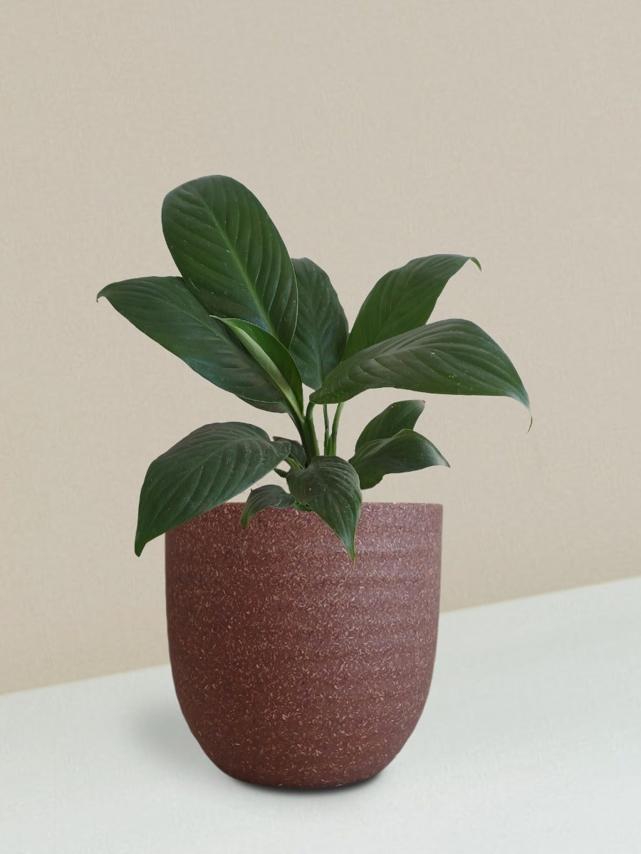 Peace Lily Plant Gift in Eco Pot (Small)