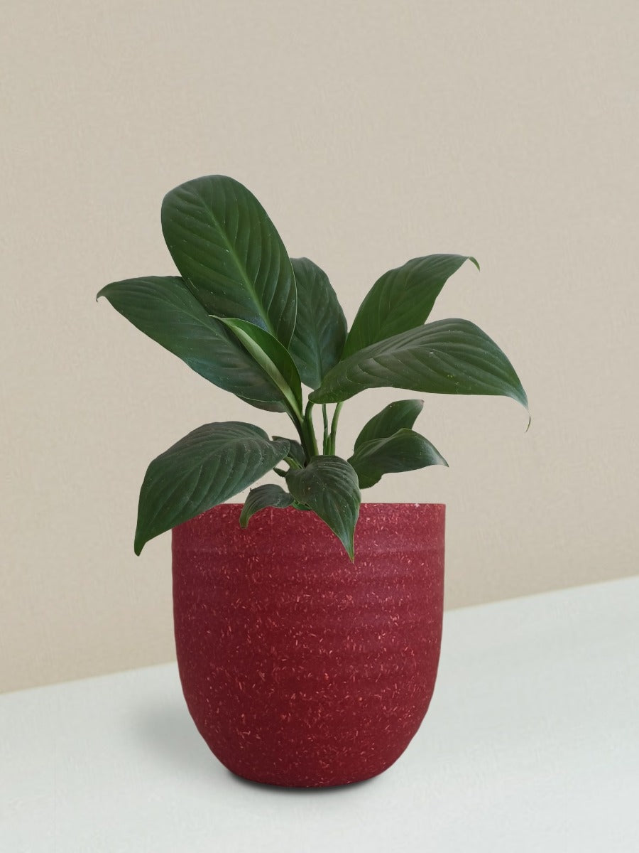 Peace Lily Plant Gift in Eco Pot (Small)