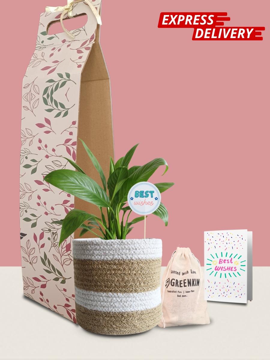 Peace Lily Plant Gift in Eco Pot (Medium)