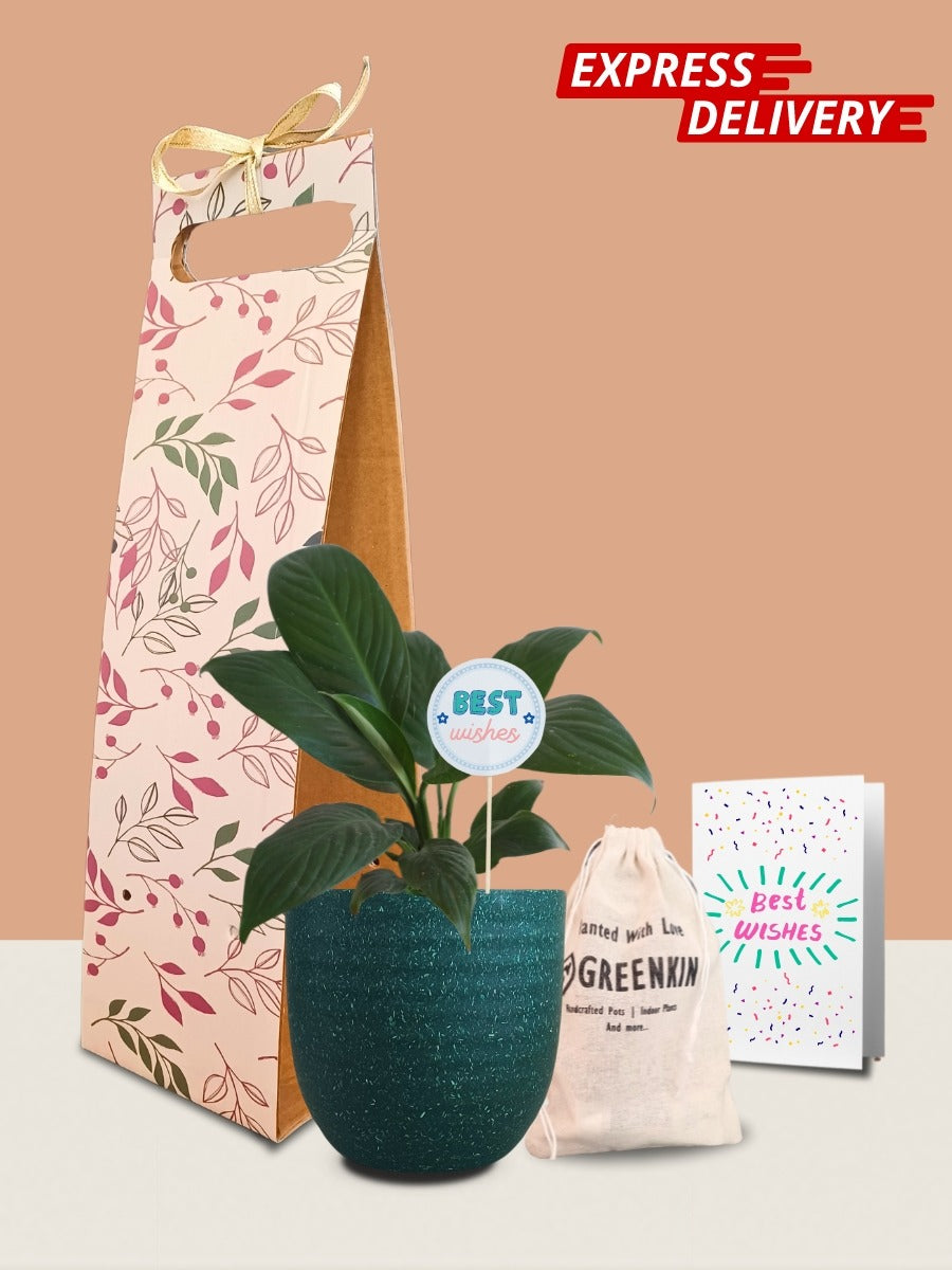 Peace Lily Plant Gift in Eco Pot (Small)