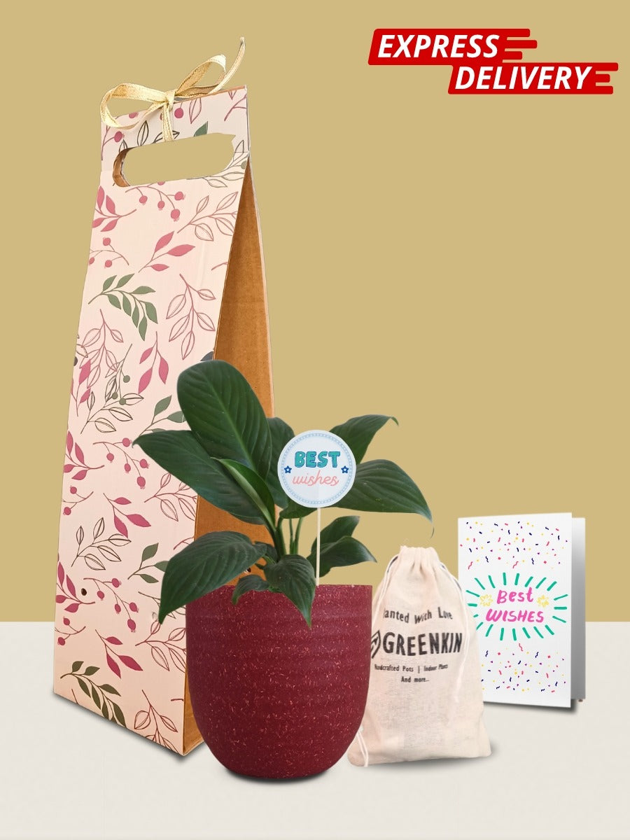 Peace Lily Plant Gift in Eco Pot (Small)