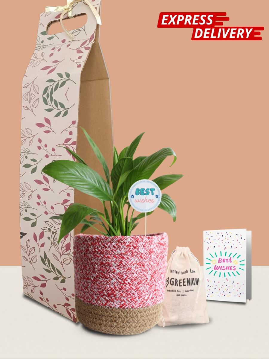 Peace Lily Plant Gift in Eco Pot (Medium)