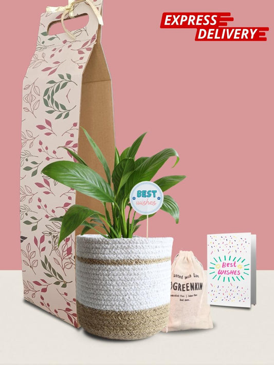 Peace Lily Plant Gift in Eco Pot (Medium)