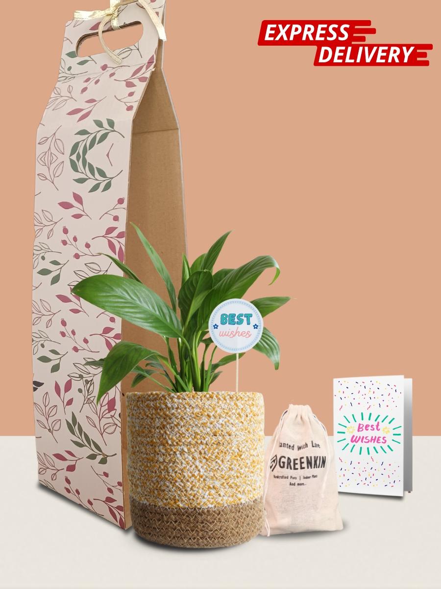 Peace Lily Plant Gift in Eco Pot (Medium)