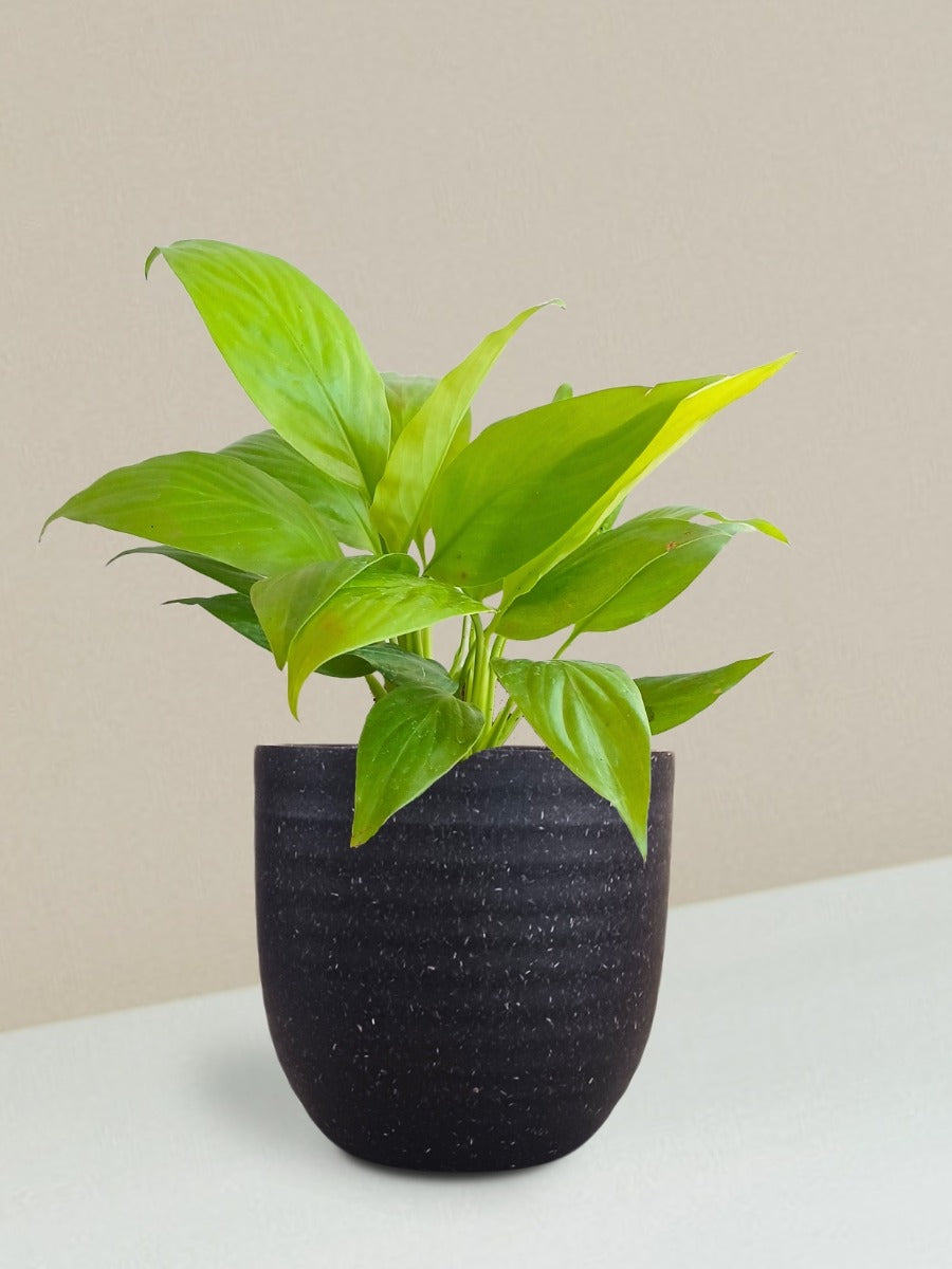 Peace Lily Golden Plant Gift in Eco Pot (Small)