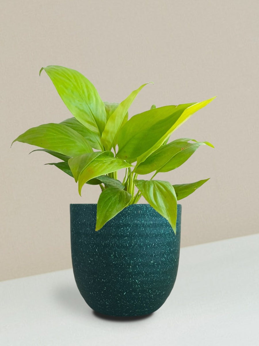 Peace Lily Golden Plant Gift in Eco Pot (Small)