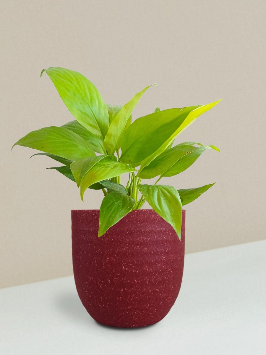 Peace Lily Combo Gift in Eco Pots (Small)