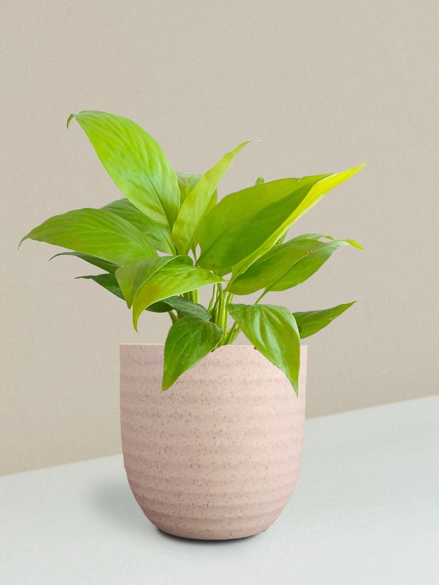 Peace Lily Golden Plant Gift in Eco Pot (Small)