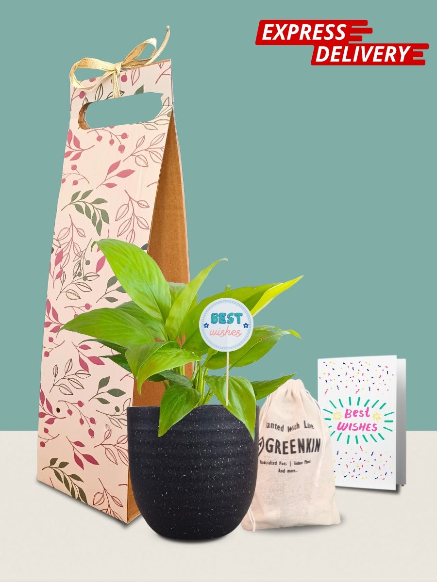 Peace Lily Golden Plant Gift in Eco Pot (Small)
